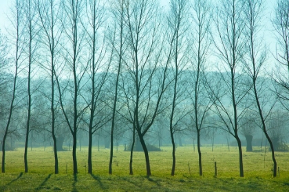 Picture of FOG IN THE FIELD, NORMANDY