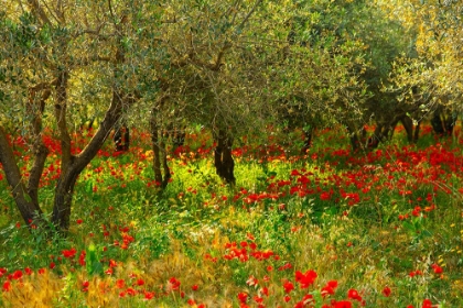 Picture of POPPIES IN OLIVE ORCHARD, SICILY