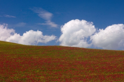 Picture of RED CLOVER FIELD, SICILY