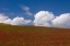Picture of RED CLOVER FIELD, SICILY