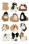 Picture of MUSICAL GUINEA PIGS