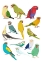 Picture of PARROTS