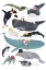 Picture of WHALES IN HATS