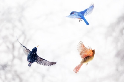 Picture of BIRDS IN FLIGHT