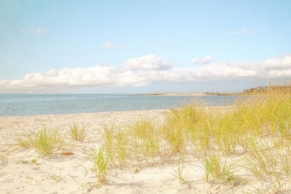 Picture of BRIGHT BEACH GRASS