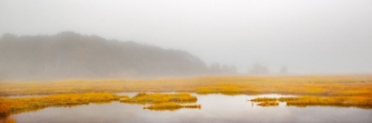 Picture of MUSTARD YELLOW SALT MARSH