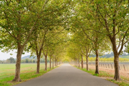 Picture of ALEXANDER VALLEY TREES