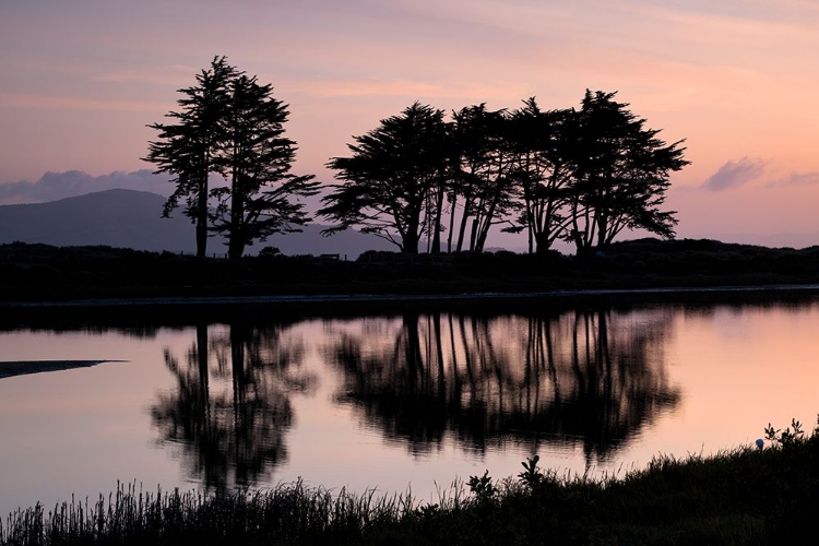 Picture of CRISSY FIELD