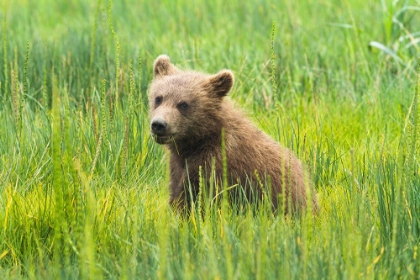 Picture of GRIZZLY BEAR CUB