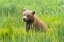 Picture of GRIZZLY BEAR CUB