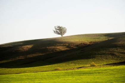 Picture of ONETREE HILL