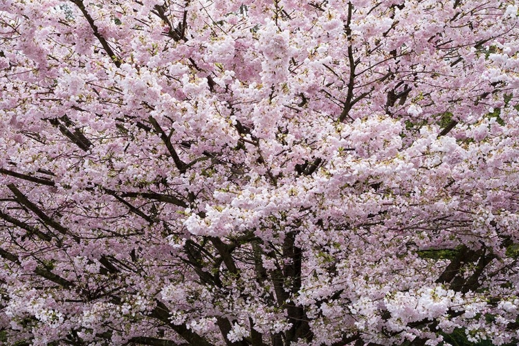 Picture of STANLEY PARK CHERRY TREE BLOSSOMS