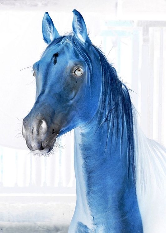 Picture of BLUE HORSE