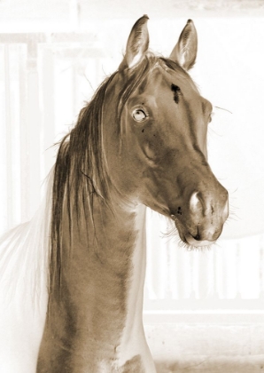 Picture of SEPIA HORSE