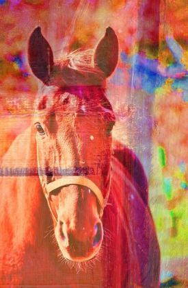 Picture of COLORED HORSE