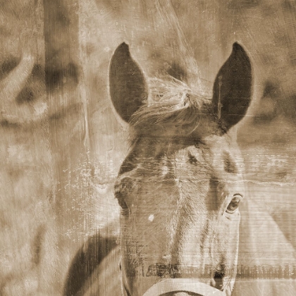 Picture of SEPIA HORSE