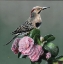 Picture of STATE BIRD ALABAMA