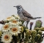 Picture of STATE BIRD ARIZONA