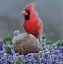 Picture of STATE BIRD ILLINOIS