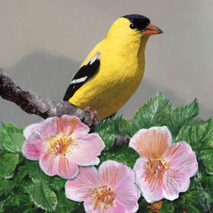 Picture of STATE BIRD IOWA