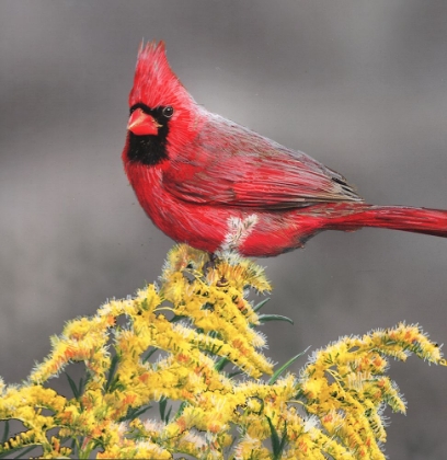 Picture of STATE BIRD KENTUCKY