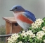 Picture of STATE BIRD MISSOURI