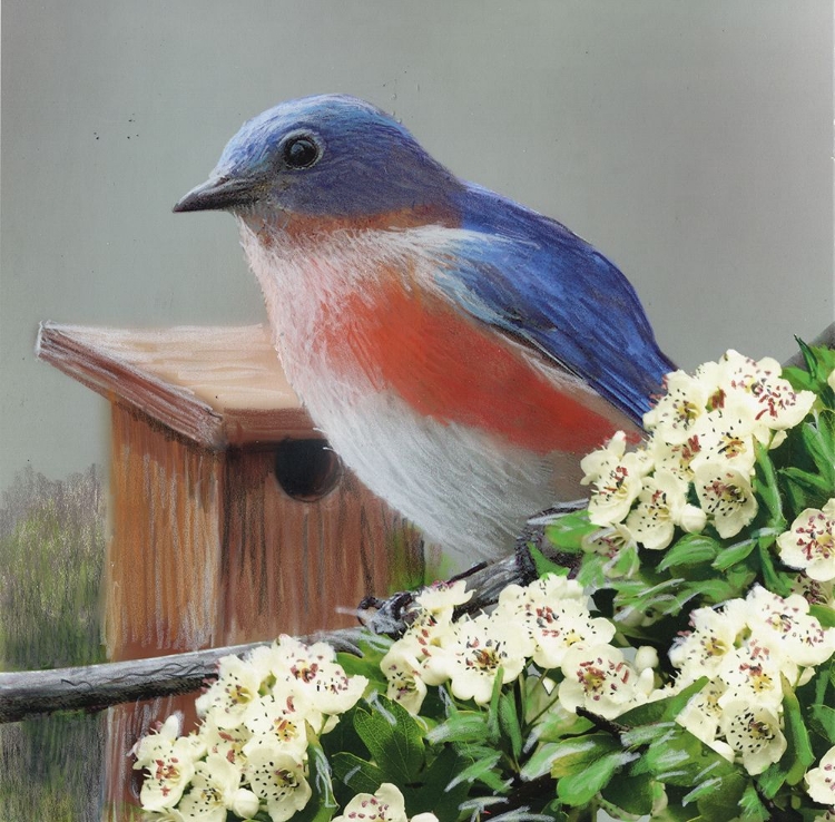 Picture of STATE BIRD MISSOURI