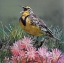 Picture of STATE BIRD MONTANA