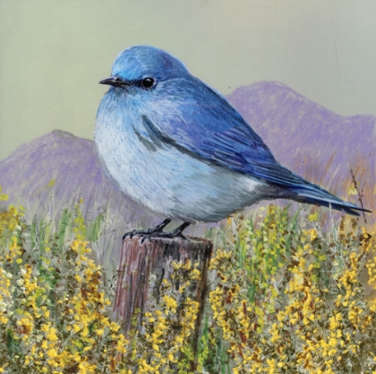 Picture of STATE BIRD NEVADA