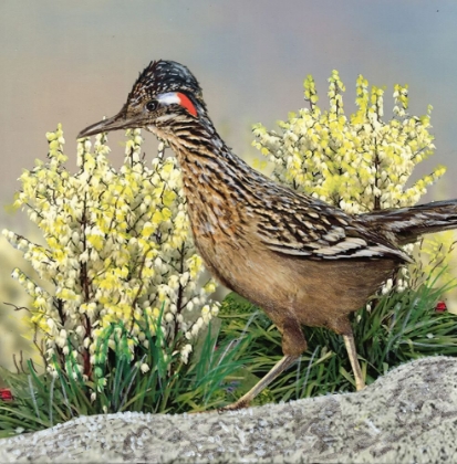 Picture of STATE BIRD NEW MEXICO