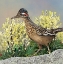 Picture of STATE BIRD NEW MEXICO