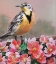 Picture of STATE BIRD NORTH DAKOTA
