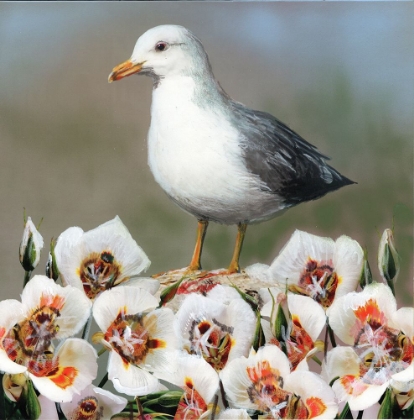 Picture of STATE BIRD UTAH