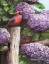 Picture of CRIMSON SPLENDOR