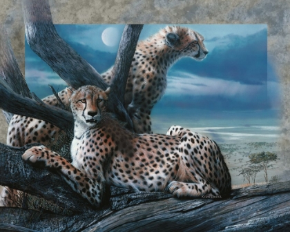 Picture of CHEETAH DREAMS