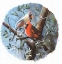 Picture of CARDINAL