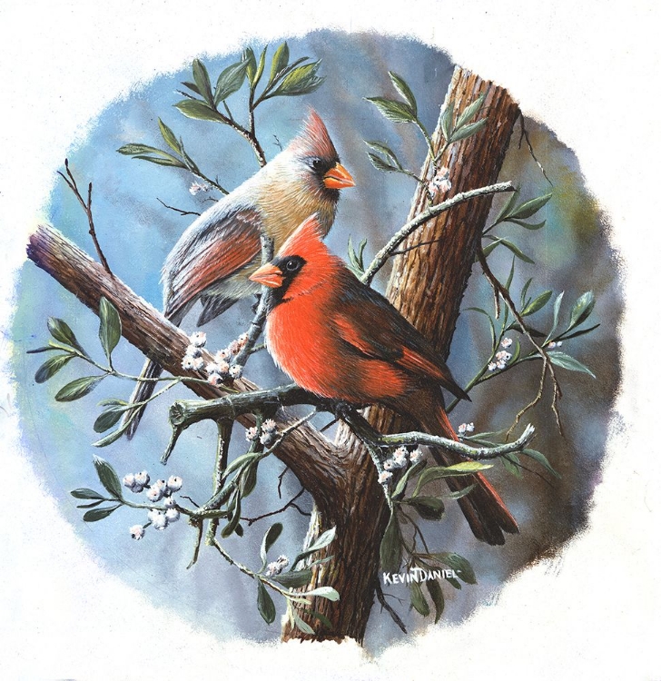 Picture of CARDINAL