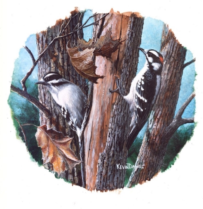 Picture of DOWNEY WOODPECKER