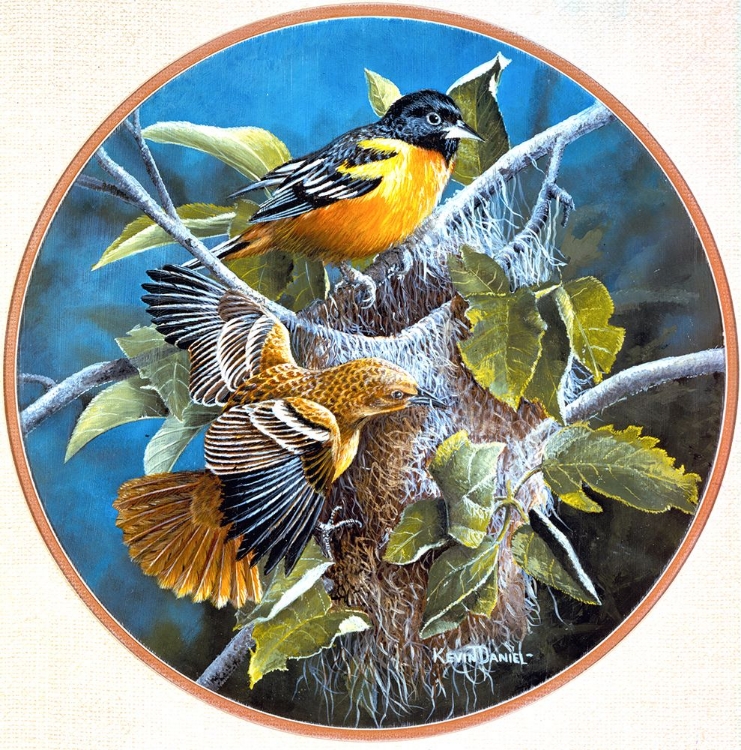 Picture of BALTIMORE ORIOLE