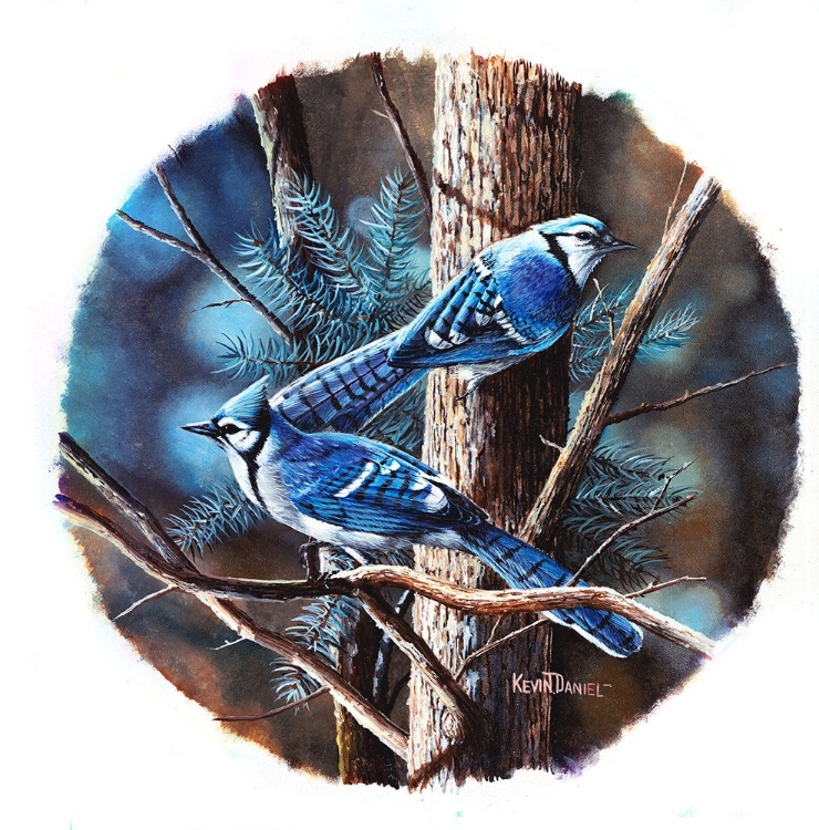 Picture of BLUEJAY