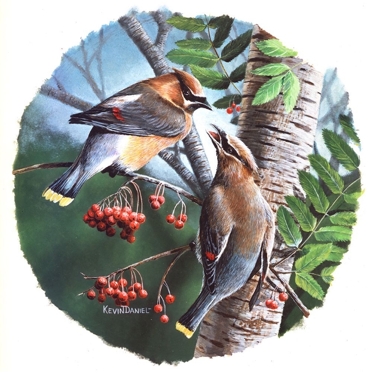 Picture of CEDAR WAXING