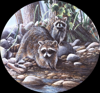 Picture of RACCOON