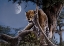 Picture of LEOPARD