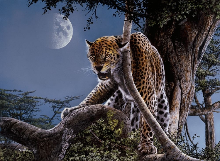 Picture of LEOPARD