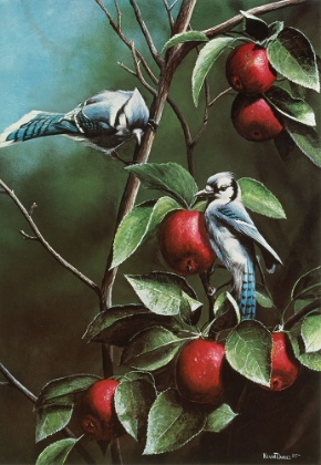 Picture of SUMMER BLUEJAYS