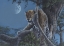 Picture of LEOPARD