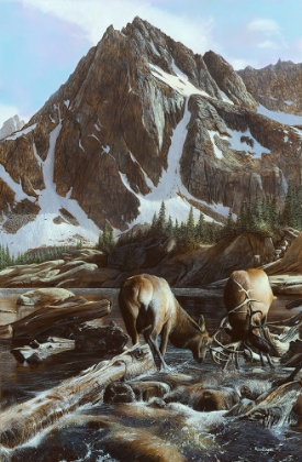 Picture of ELK BATTLE