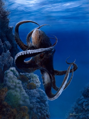 Picture of OCTOPUS