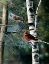 Picture of A TOUCH OF RED