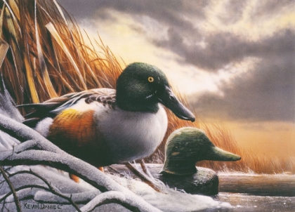 Picture of MN DUCK STAMP WINNER